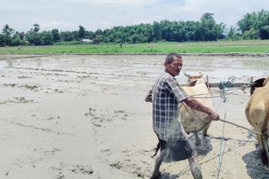 हालसम्म २७ प्रतिशत रोपाइँ